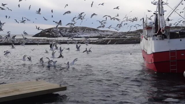 Fishing boat and seagull