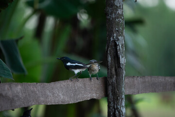 Oriental magpie