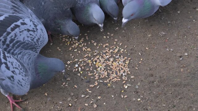 Feral Pigeons (Columbia livia) in closeup competing for seeds on the ground in a public park. November, Kent, UK. (Half speed) 