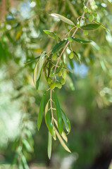 Fototapeta premium Close-up of olive tree branch with green olives in sunlight, perfect for illustrating Mediterranean agriculture or organic product branding.