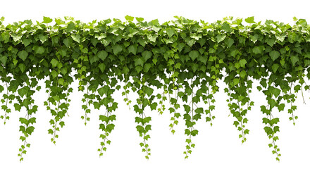 Dense curtain of vibrant green trailing foliage hangs against a stark black background