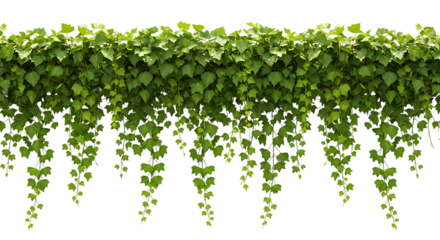 Dense curtain of vibrant green trailing foliage hangs against a stark black background