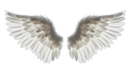 Pair of luminous white feathered appendages dramatically isolated against absolute darkness