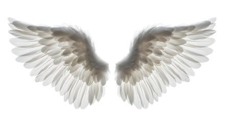 Pair of luminous white feathered appendages dramatically isolated against absolute darkness