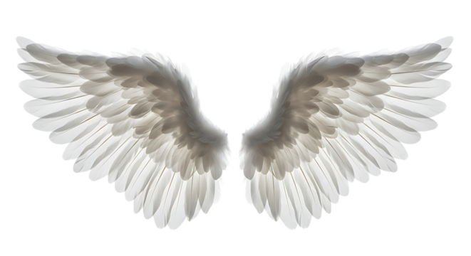 Pair of luminous white feathered appendages dramatically isolated against absolute darkness