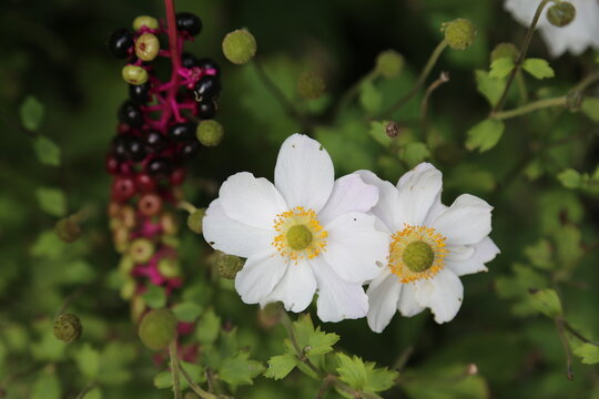 White flowers berries - Powered by Adobe