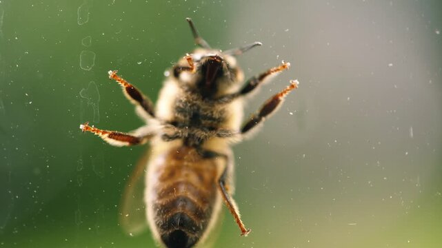 Wasp insect on window glass bottom view