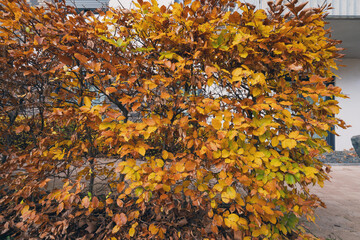 Wohnen im Grünen, Wege mit Hainbuchenhecken im buntem Herbstlaub vor der Tür