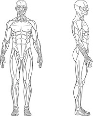 Human muscular anatomy front and side view illustration, male body muscle structure, vector medical drawing for education, science, and health study