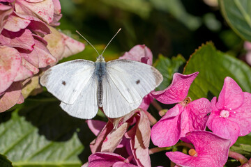 dorsal close-up of a male cabbage white butterfly on a pink hortensia in sunlight