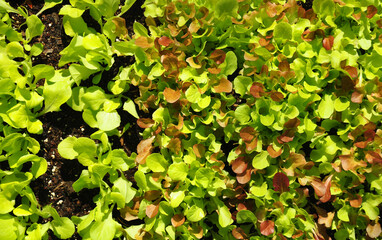 Jungpflanzen in Beet