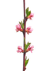 Pfirsich-Zweig mit Blüten