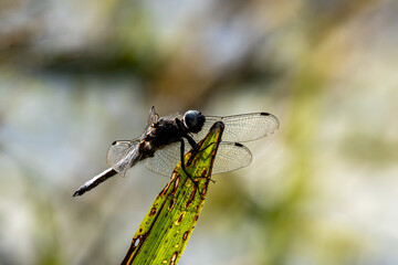 A dragonfly perched on a reed at the edge of a stream in Sussex, with a shallow depth of field