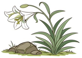 Black lily flower and rock isolated on transparent background