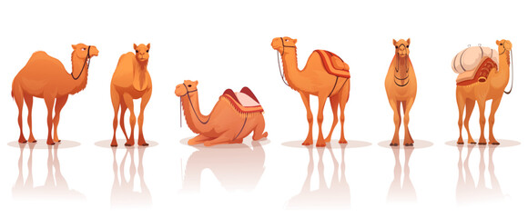 Group of camels in different poses with saddles and cargo, cartoon style on white background. Concept of desert animals and transportation. Vector illustration