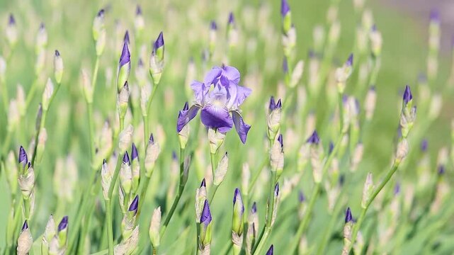 Close-up video of a blooming purple Iris flower (German Iris) surrounded by green stems and buds in a spring garden