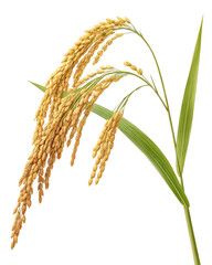Golden Rice Panicles on Mature Plant with Green Leaves in Harvest Season