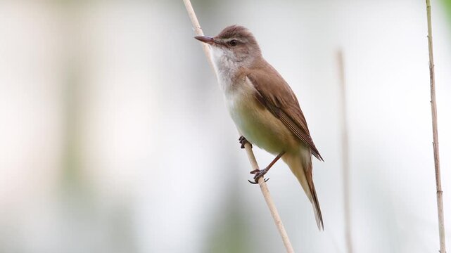 Close-up video of a Great Reed Warbler (Acrocephalus arundinaceus) singing its territorial song in a marsh. Natural ambient sound ,spring time