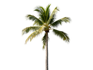 Obraz premium [Transparent Background PNG]Tall green coconut palm tree with lush foliage against white background