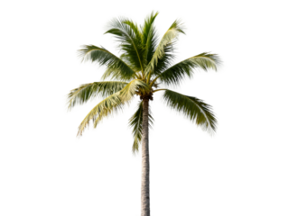 [Transparent Background PNG]Tall green coconut palm tree with lush foliage against white background