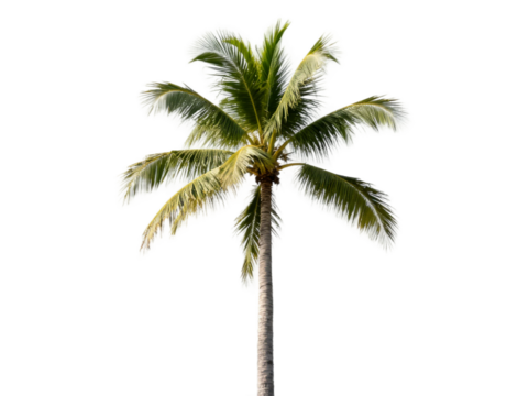 [Transparent Background PNG]Tall green coconut palm tree with lush foliage against white background