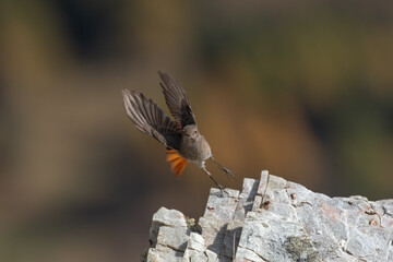 Black redstart (Phoenicurus ochruros) taking off.
