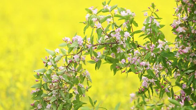 Video of pink honeysuckle (Lonicera) flowers swaying in the wind against a vibrant, out-of-focus yellow rapeseed (canola) field