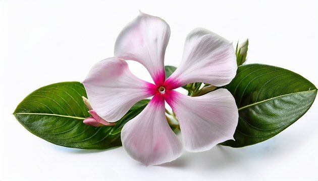 white pink catharanthus roseus or madagascar periwinkle or vinca or old maid or cayenne jasmine or rose periwinkle flower bouquet isolated on white background