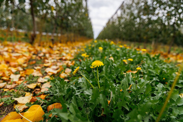 Obraz premium Close-up of yellow dandelion flower in apple orchard with autumn leaves. Symbol of life, nature, and seasonal renewal