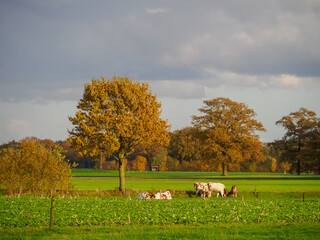 Herbststimmung im westlichen Münsterland