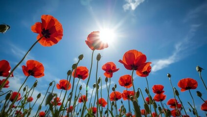 Obraz premium Bright red poppies dance under the sun in a vibrant spring field scene