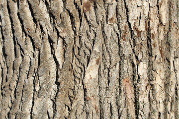 The texture of gray tree bark under the sunbeam.