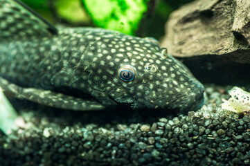 zbrojnik pospolity zwany glonojadem w zbliżeniu © Henryk Niestrój