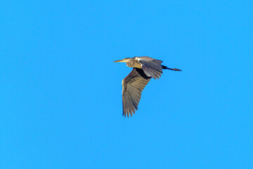 czapla siwa w locie na tle błękitnego nieba