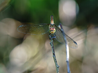 ważka duża siedzi na patyku