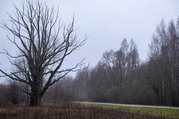 huge bare tree with many black branches in field near road. Latvia, Zalve