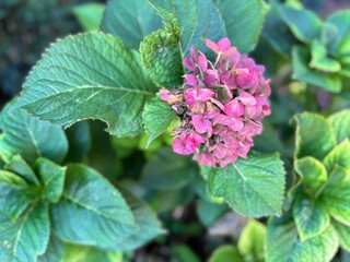 Close-up of pink Hydrangea Macrophylla flowers. Common names include bigleaf hydrangea, and, for particular cultivar groups, the names lacecap hydrangea, mophead hydrangea, and hortensia.