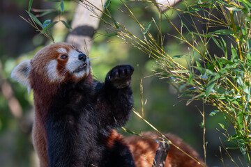 Fototapeta premium Sun-kissed Red Panda: A Vibrant Portrait on a Branch