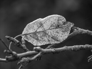 Herbststimmung im westlichen Münsterland