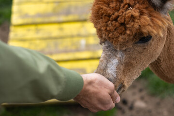 A brown alpaca eats food from a person's hand. Animals at the zoo. Family fun. Copy Space.