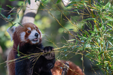 Fototapeta premium Adorable Red Panda Eating Bamboo with Pink Tongue Visible