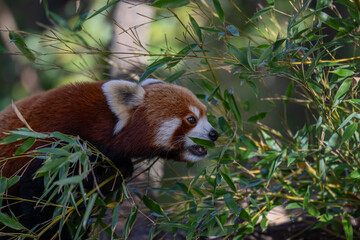 Sun-kissed Red Panda: A Vibrant Portrait on a Branch