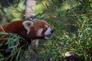 Adorable Red Panda Eating Bamboo with Pink Tongue Visible