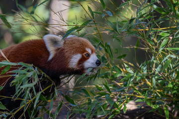 Sun-kissed Red Panda: A Vibrant Portrait on a Branch