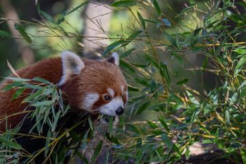 Sun-kissed Red Panda: A Vibrant Portrait on a Branch