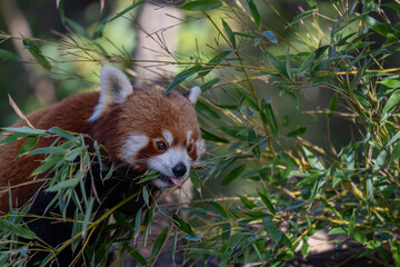 Sun-kissed Red Panda: A Vibrant Portrait on a Branch