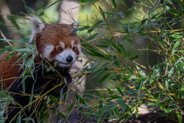 Sun-kissed Red Panda: A Vibrant Portrait on a Branch