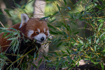 Sun-kissed Red Panda: A Vibrant Portrait on a Branch