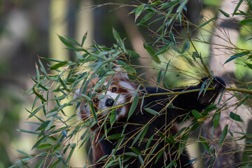 Sun-kissed Red Panda: A Vibrant Portrait on a Branch