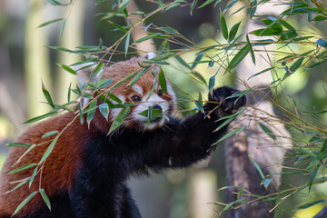 Sun-kissed Red Panda: A Vibrant Portrait on a Branch